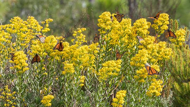 Withlacoochee State Forest